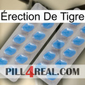 Érection De Tigre 23